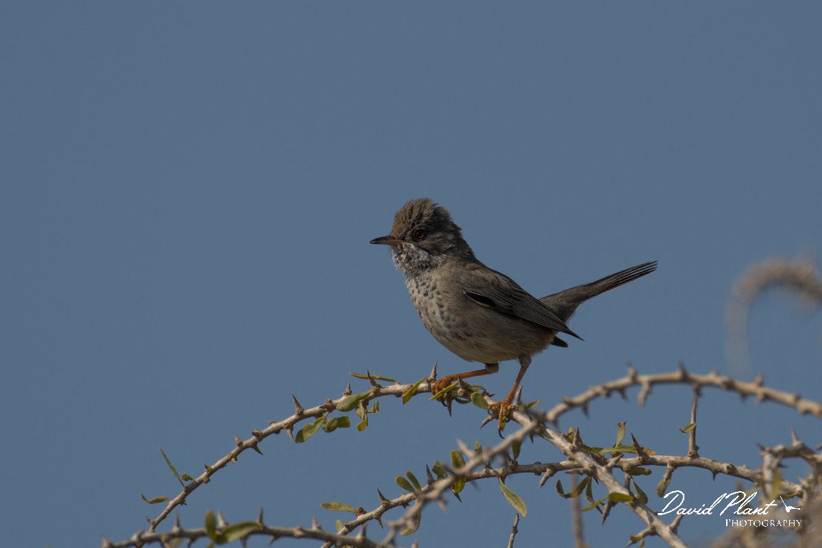 DPPhotography - Cyprus - Cyprus warbler - R.jpg - Cyprus warbler, female - Cape Greco