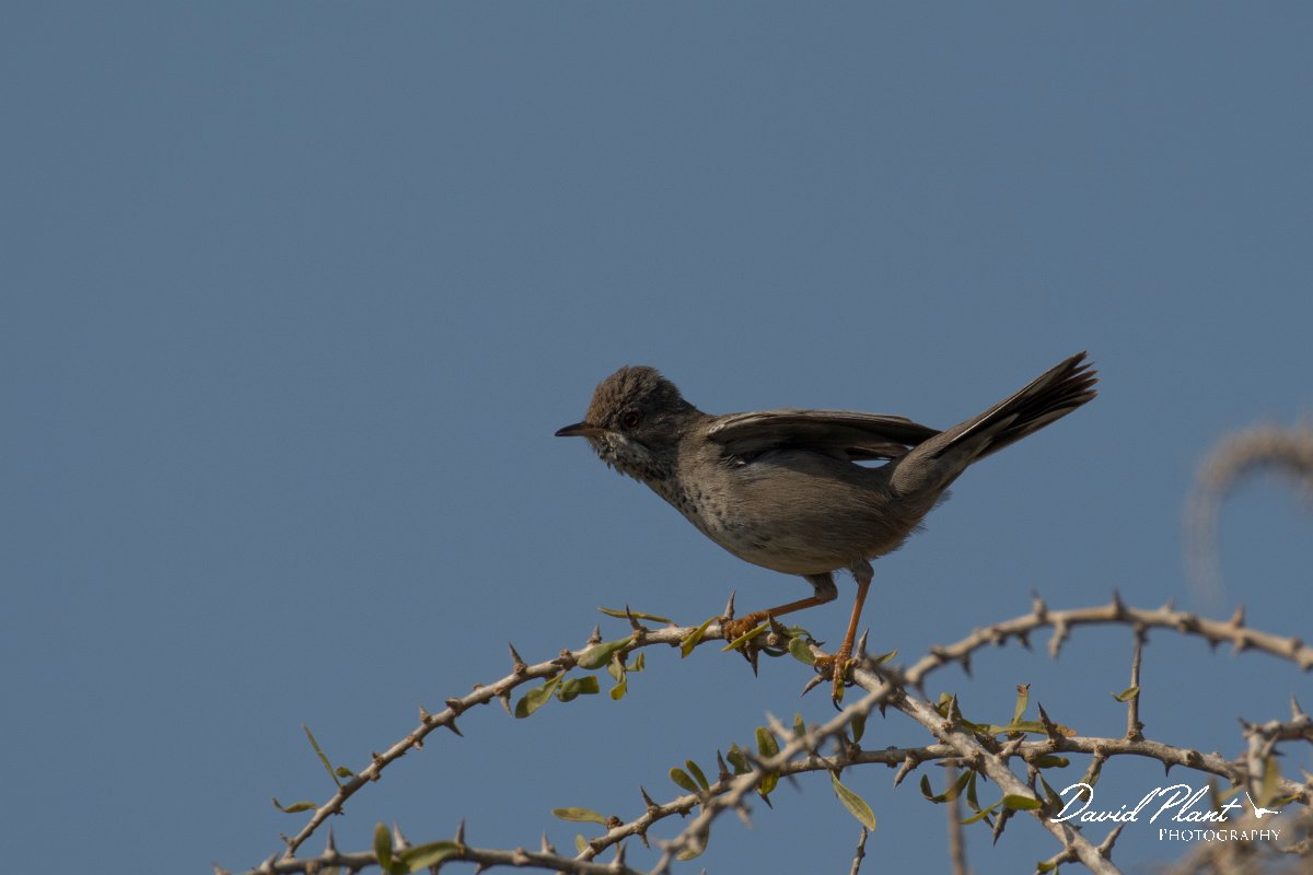 DPPhotography - Cyprus - Cyprus warbler - S.jpg - Cyprus warbler, female - Cape Greco