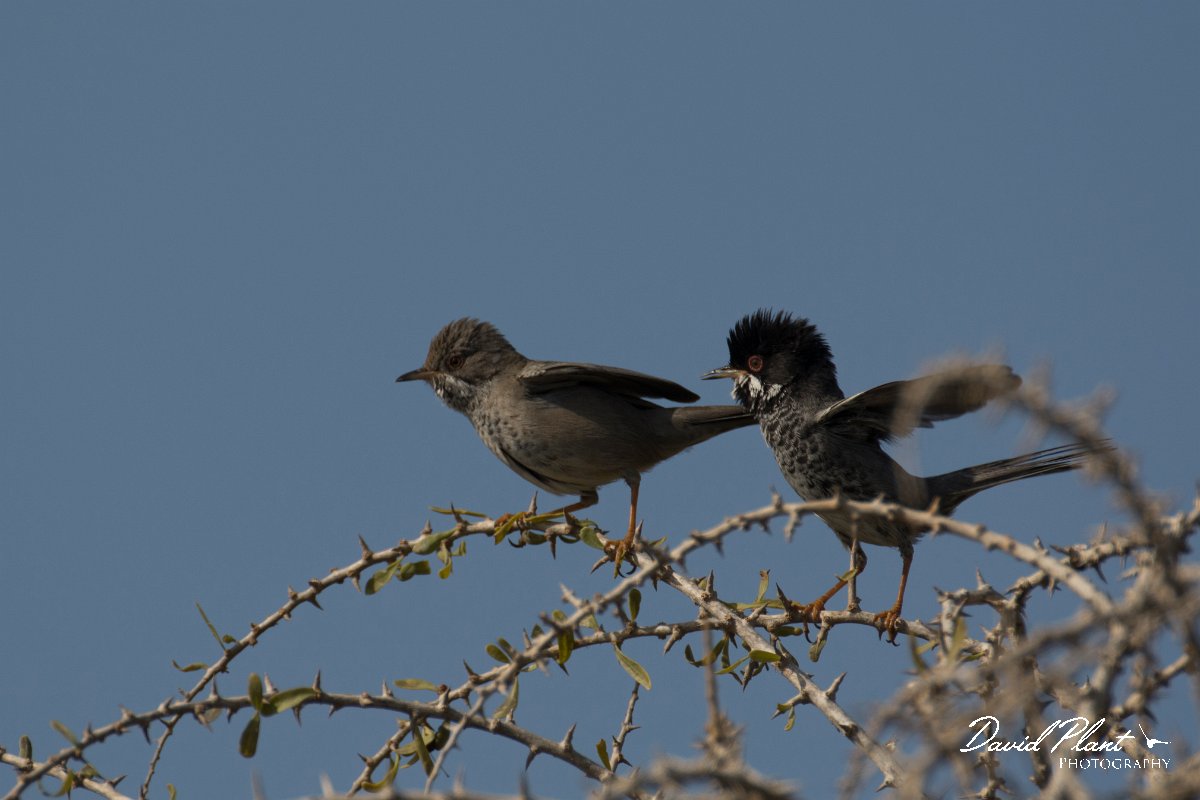 DPPhotography - Cyprus - Cyprus warbler - T.jpg - Cyprus warbler, male and female - Cape Greco