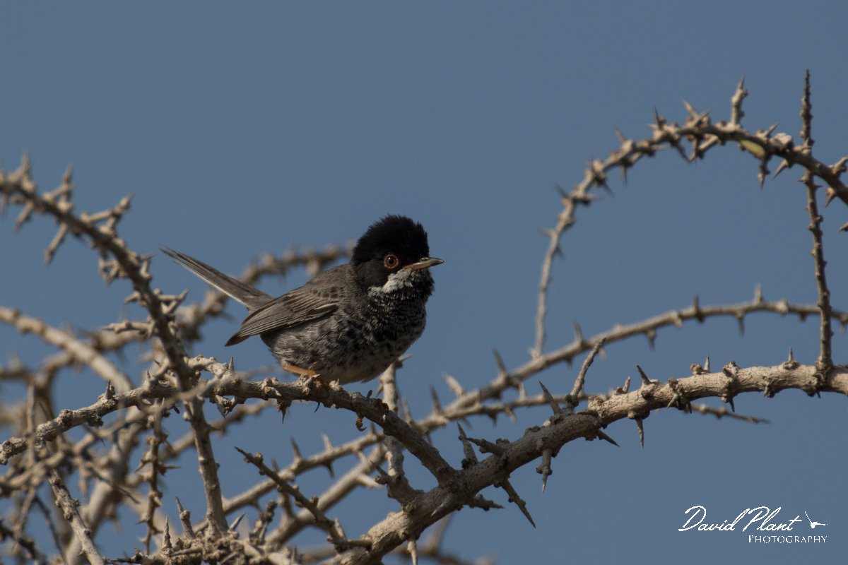 DPPhotography - Cyprus - Cyprus warbler - W.jpg - Cyprus warbler, male - Cape Greco