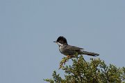 DPPhotography - Cyprus - Cyprus warbler - A