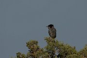 DPPhotography - Cyprus - Cyprus warbler - C