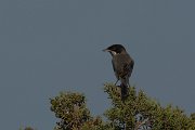 DPPhotography - Cyprus - Cyprus warbler - E