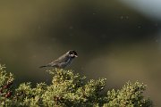DPPhotography - Cyprus - Cyprus warbler - G