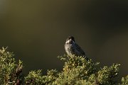 DPPhotography - Cyprus - Cyprus warbler - H