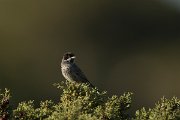 DPPhotography - Cyprus - Cyprus warbler - J