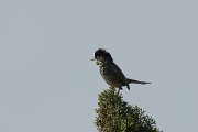 DPPhotography - Cyprus - Cyprus warbler - K