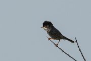 DPPhotography - Cyprus - Cyprus warbler - O