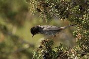 DPPhotography - Cyprus - Cyprus warbler - Q