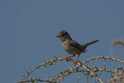 DPPhotography - Cyprus - Cyprus warbler - R