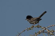 DPPhotography - Cyprus - Cyprus warbler - U