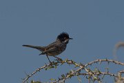 DPPhotography - Cyprus - Cyprus warbler - V