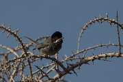 DPPhotography - Cyprus - Cyprus warbler - W
