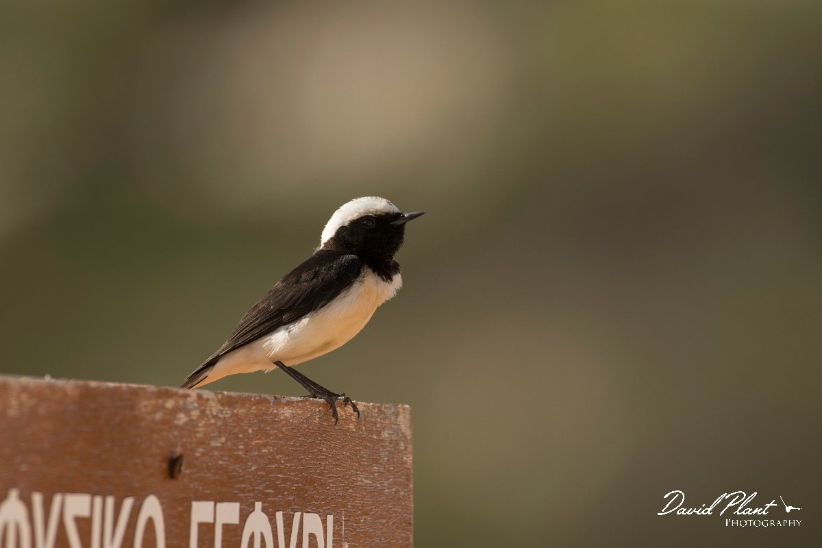 DPPhotography - Cyprus - Cyprus wheatear - A.jpg - Cyprus wheatear, male - Cape Greco