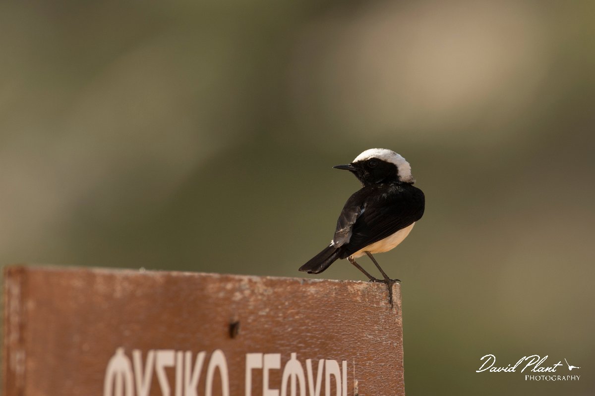 DPPhotography - Cyprus - Cyprus wheatear - B.jpg - Cyprus wheatear, male - Cape Greco