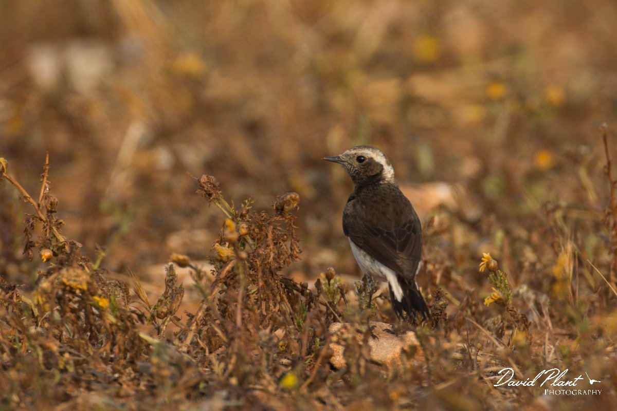 DPPhotography - Cyprus - Cyprus wheatear - C.jpg - Cyprus wheatear, female - Cape Greco