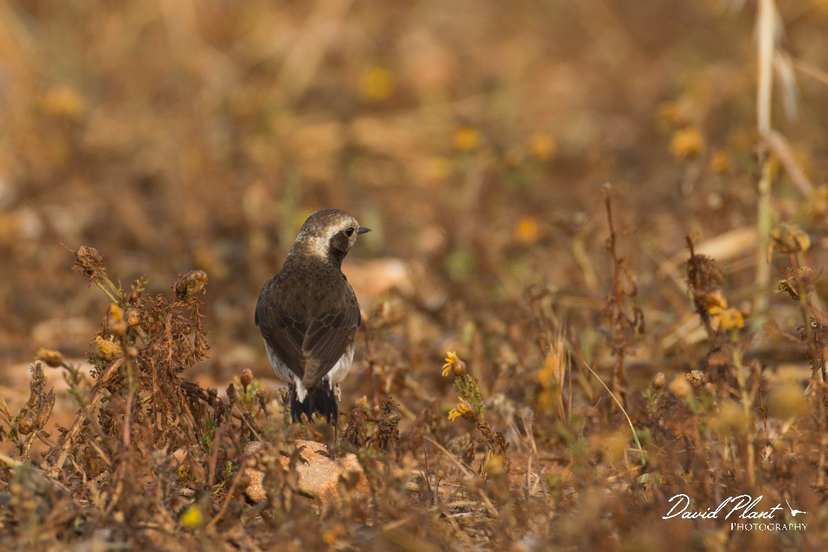 DPPhotography - Cyprus - Cyprus wheatear - D.jpg - Cyprus wheatear, female - Cape Greco