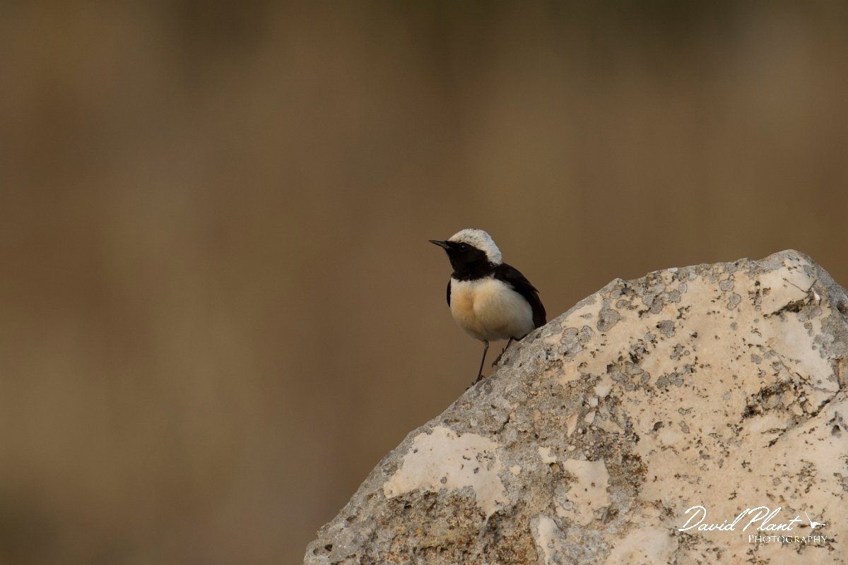 DPPhotography - Cyprus - Cyprus wheatear - E.jpg - Cyprus wheatear, male - Cape Greco