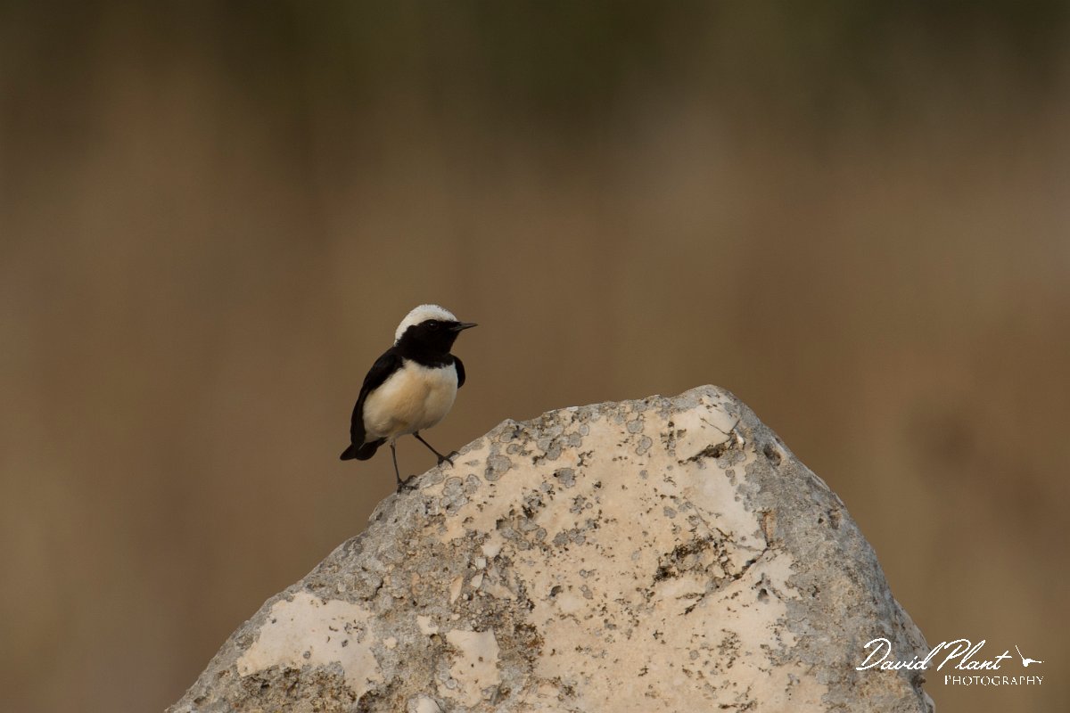 DPPhotography - Cyprus - Cyprus wheatear - F.jpg - Cyprus wheatear, male - Cape Greco