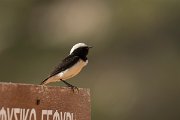 DPPhotography - Cyprus - Cyprus wheatear - A