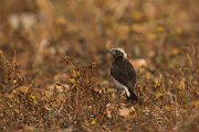 DPPhotography - Cyprus - Cyprus wheatear - C