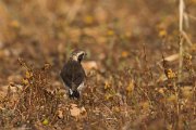 DPPhotography - Cyprus - Cyprus wheatear - D