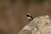 DPPhotography - Cyprus - Cyprus wheatear - E