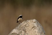 DPPhotography - Cyprus - Cyprus wheatear - F