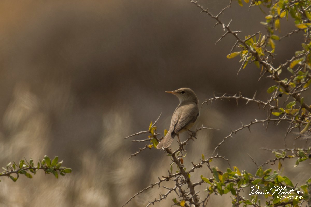 DPPhotography - Cyprus - Eastern olivaceous warbler - A.jpg - Eastern olivaceous warbler - Cape Greco