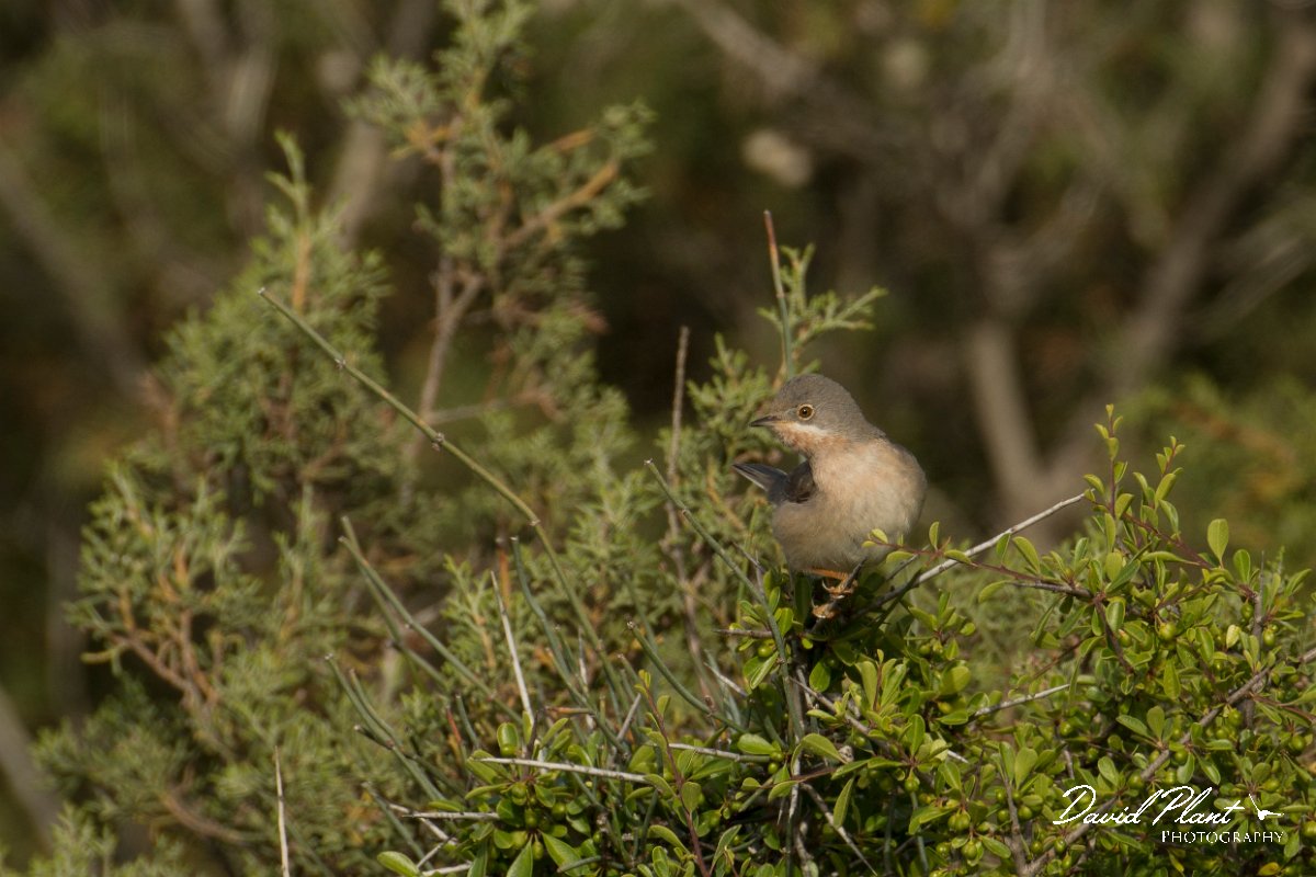 DPPhotography - Cyprus - Eastern subalpine warbler - A.jpg - Eastern subalpine warbler - Cape Greco