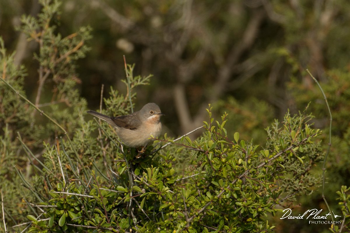 DPPhotography - Cyprus - Eastern subalpine warbler - B.jpg - Eastern subalpine warbler - Cape Greco