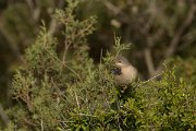 DPPhotography - Cyprus - Eastern subalpine warbler - A