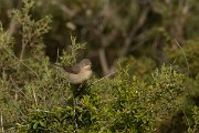 DPPhotography - Cyprus - Eastern subalpine warbler - B