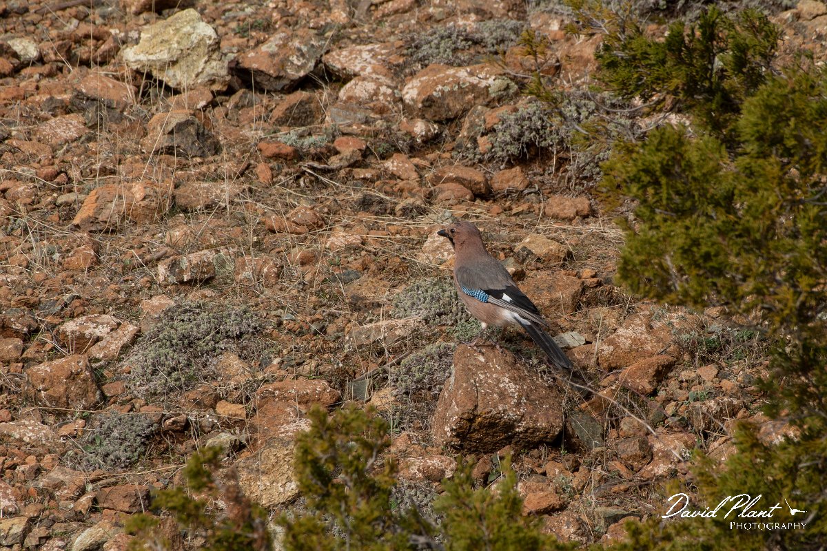 DPPhotography - Cyprus 2 - Eurasian jay - A.jpg - Eurasian jay - Troodos village, Cyprus