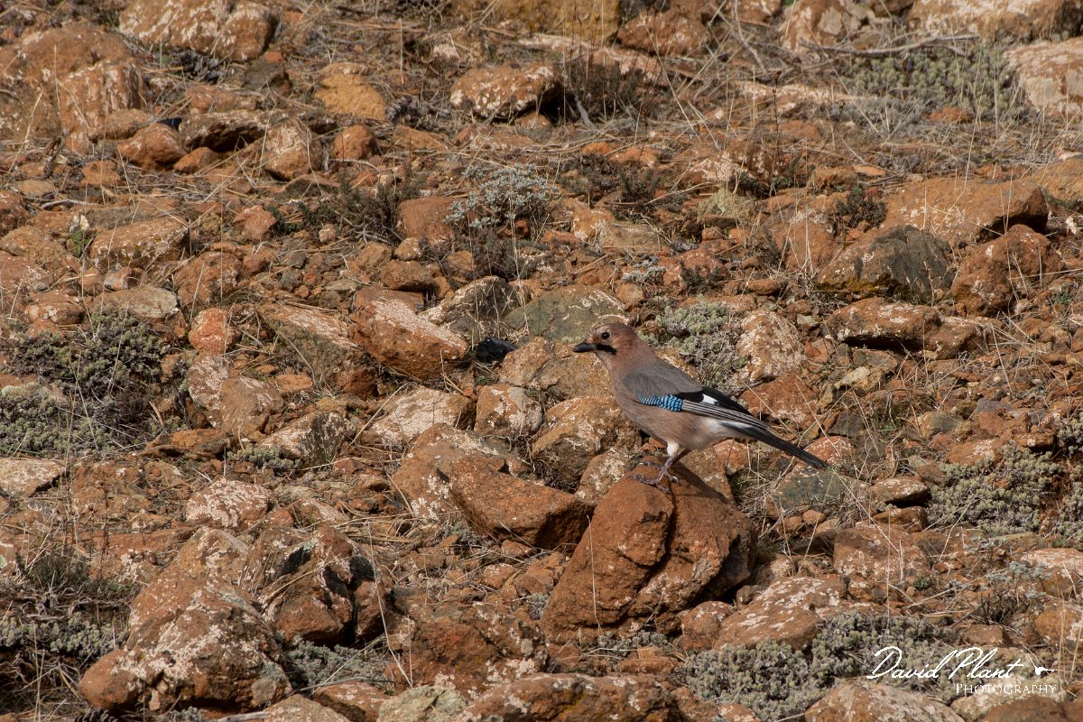 DPPhotography - Cyprus 2 - Eurasian jay - B.jpg - Eurasian jay - Troodos village, Cyprus