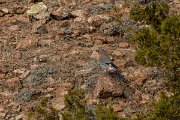 DPPhotography - Cyprus 2 - Eurasian jay - A