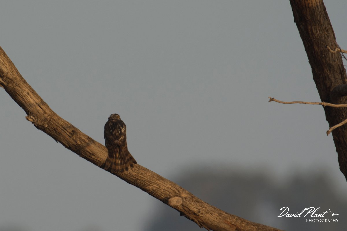 DPPhotography - Cyprus - Eurasian sparrowhawk - B.jpg - Eurasian sparrowhawk - Cape Greco