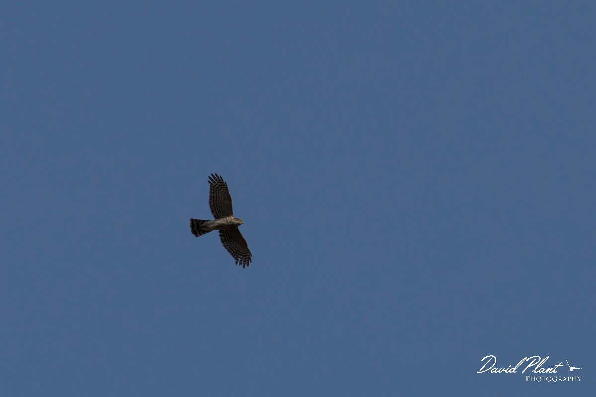 DPPhotography - Cyprus 2 - Eurasian sparrowhawk - B.jpg - Eurasian sparrowhawk - Ladies Mile Beach, Cyprus