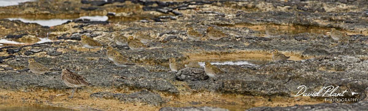 DPPhotography - Cyprus 2 - European golden plover - A.jpg - European golden plover - Paphos Head, Cyprus