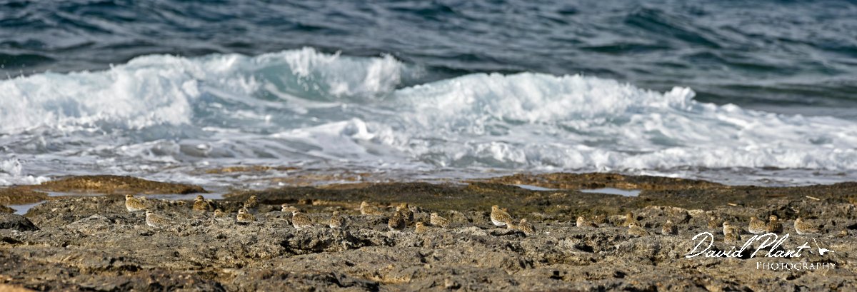 DPPhotography - Cyprus 2 - European golden plover - B.jpg - European golden plover - Paphos Head, Cyprus