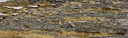 DPPhotography - Cyprus 2 - European golden plover - A