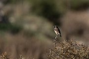 DPPhotography - Cyprus 2 - European stonechat - B