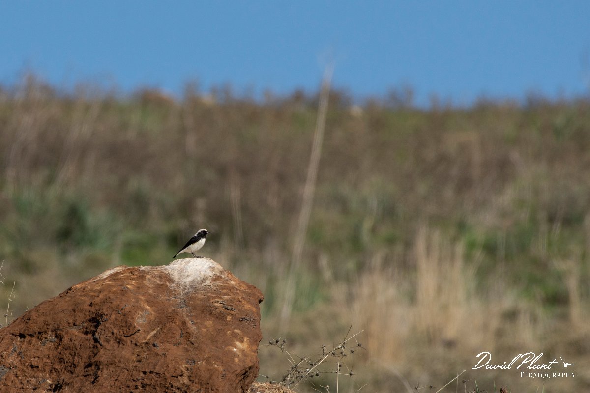 DPPhotography - Cyprus 2 - Finsch's wheatear - A.jpg - Finsch's wheatear - Kidasi, Cyprus