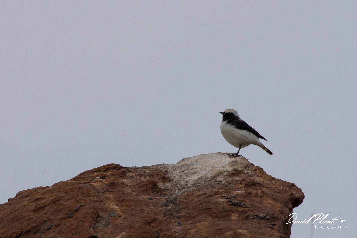 DPPhotography - Cyprus 2 - Finsch's wheatear - B.jpg - Finsch's wheatear - Kidasi, Cyprus