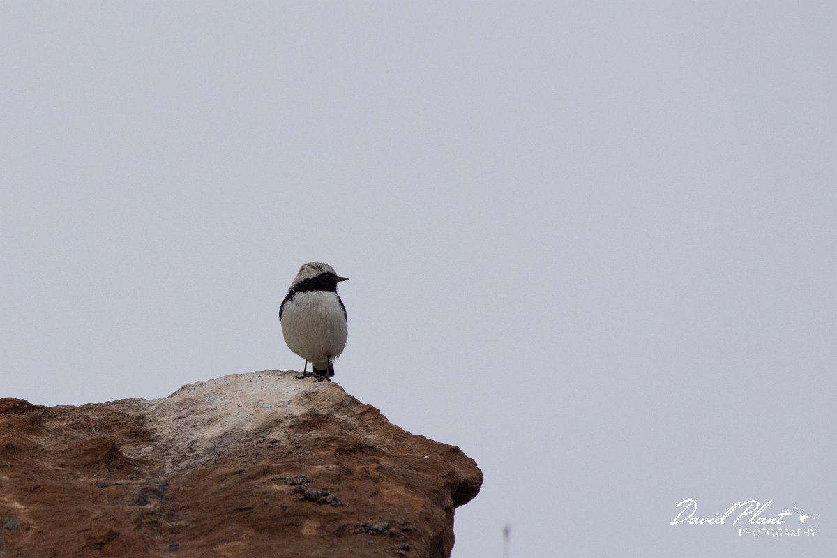 DPPhotography - Cyprus 2 - Finsch's wheatear - C.jpg - Finsch's wheatear - Kidasi, Cyprus