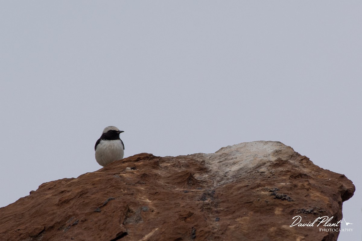 DPPhotography - Cyprus 2 - Finsch's wheatear - D.jpg - Finsch's wheatear - Kidasi, Cyprus