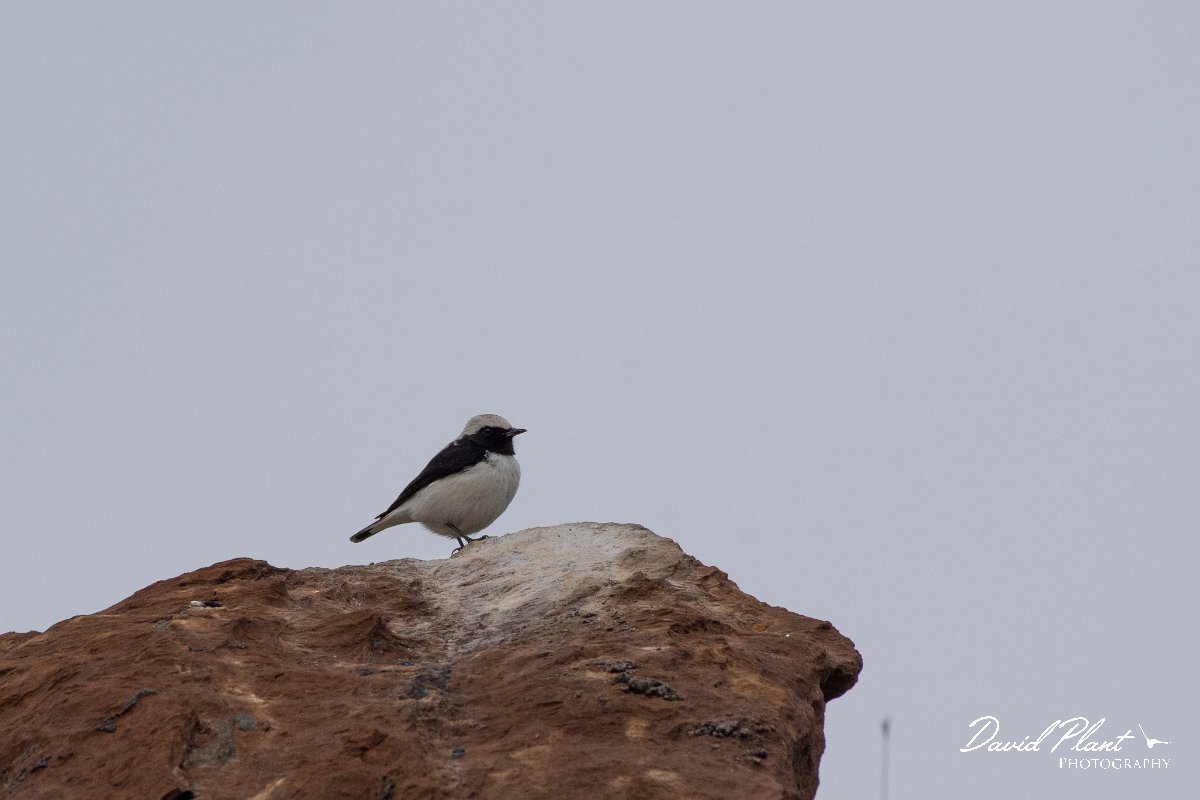 DPPhotography - Cyprus 2 - Finsch's wheatear - E.jpg - Finsch's wheatear - Kidasi, Cyprus