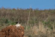 DPPhotography - Cyprus 2 - Finsch's wheatear - A