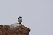 DPPhotography - Cyprus 2 - Finsch's wheatear - C