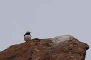 DPPhotography - Cyprus 2 - Finsch's wheatear - D